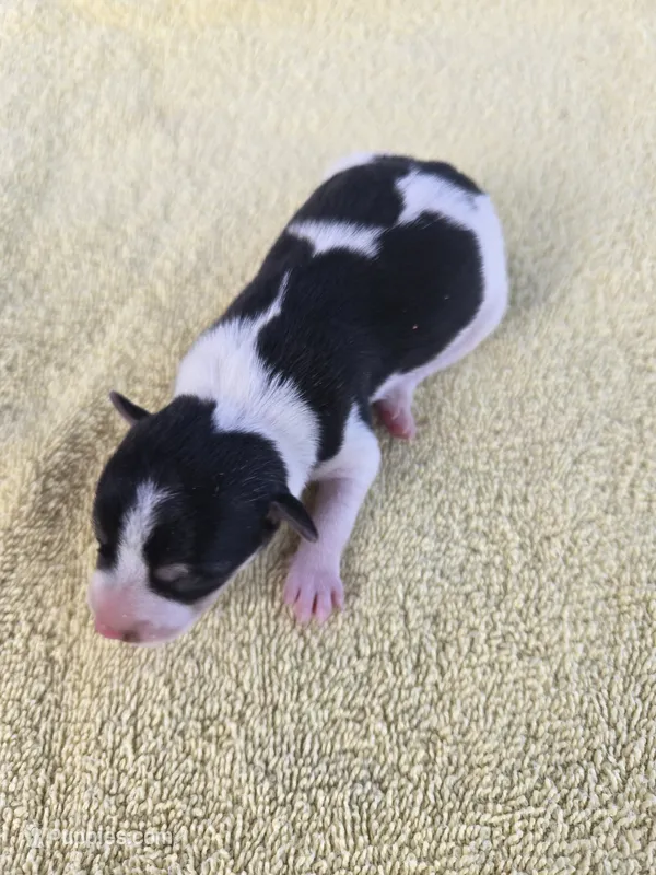 River Rat Female 1 – Rat Terrier puppy for sale in Boonville, NC