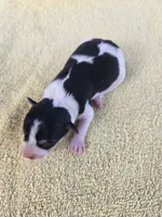 River Rat Female 1, a female Rat Terrier for sale in Boonville, NC – 1 of 3
