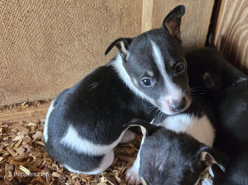 River Rat male 2 – Rat Terrier puppy for sale in Boonville, NC