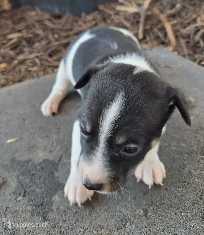 River Rat male 2 – Rat Terrier puppy for sale in Boonville, NC