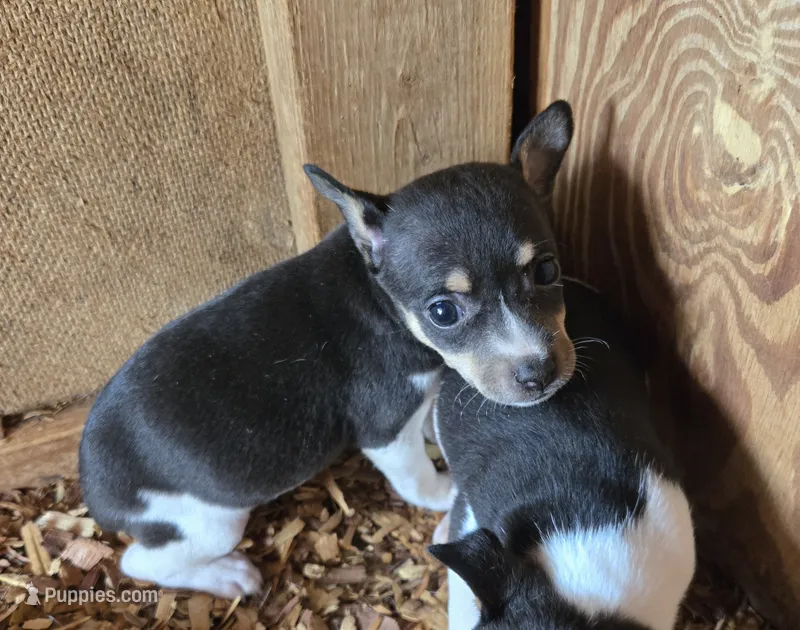 River Rat Female 3 – Rat Terrier puppy for sale in Boonville, NC