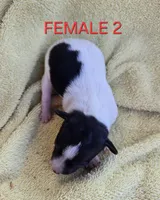 River Rat  Female 2, a female Rat Terrier for sale in Boonville, NC – 2 of 2