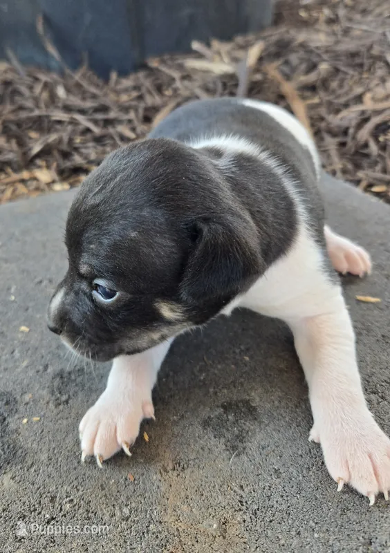 River Rat male 1 – Rat Terrier puppy for sale in Boonville, NC