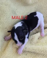 River Rat male 2, a male Rat Terrier for sale in Boonville, NC – 2 of 2