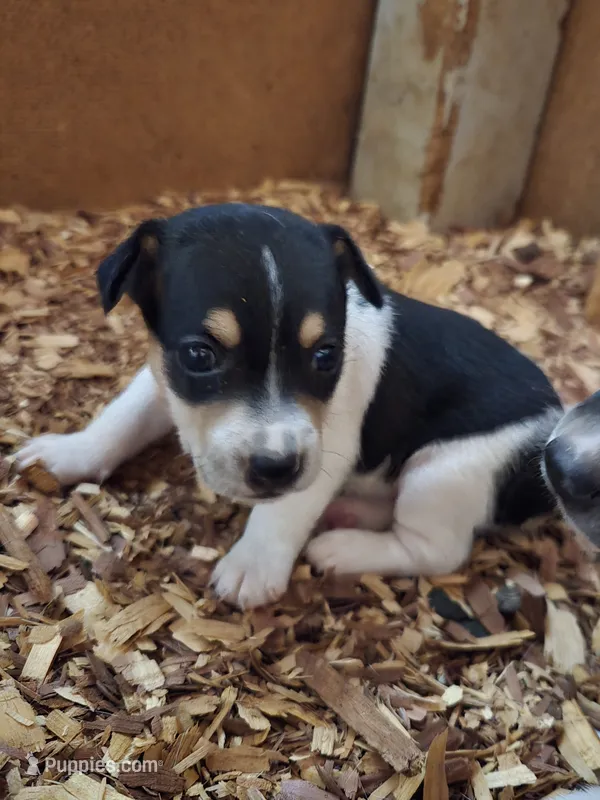 River Rat  Female 2 – Rat Terrier puppy for sale in Boonville, NC