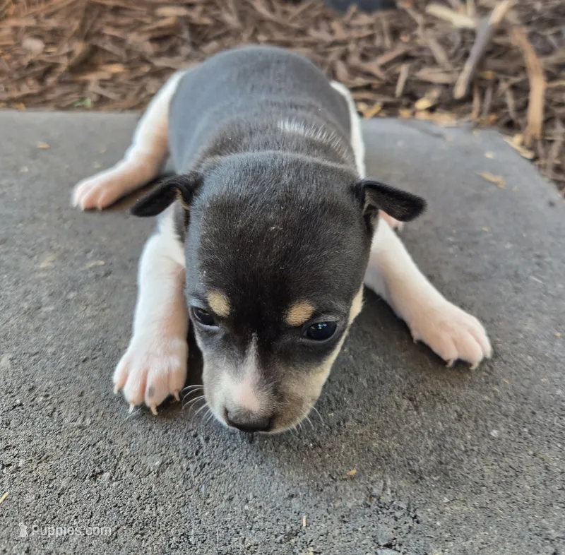 River Rat Female 3 – Rat Terrier puppy for sale in Boonville, NC