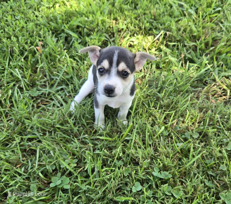 River Rat Female 1 – Rat Terrier puppy for sale in Boonville, NC