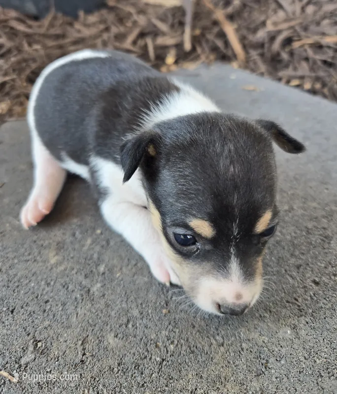 River Rat Female 4 – Rat Terrier puppy for sale in Boonville, NC