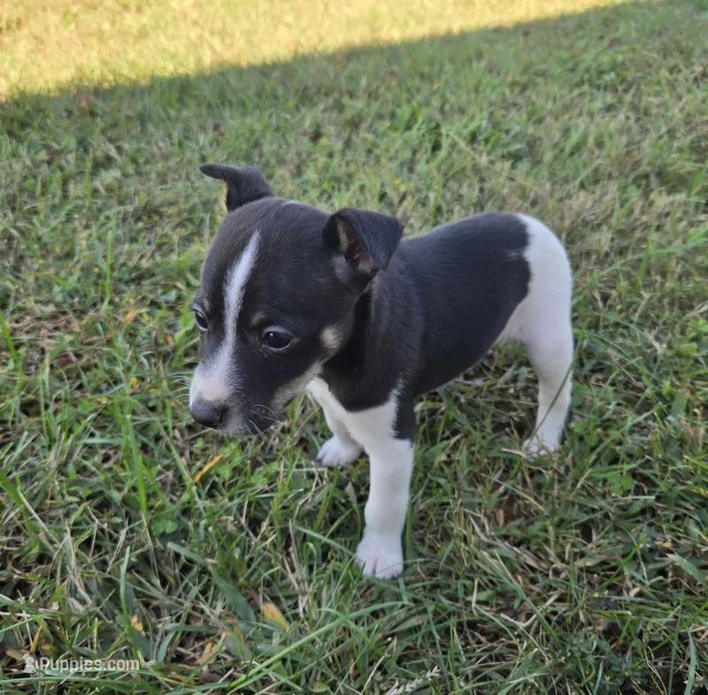River Rat male 2 – Rat Terrier puppy for sale in Boonville, NC