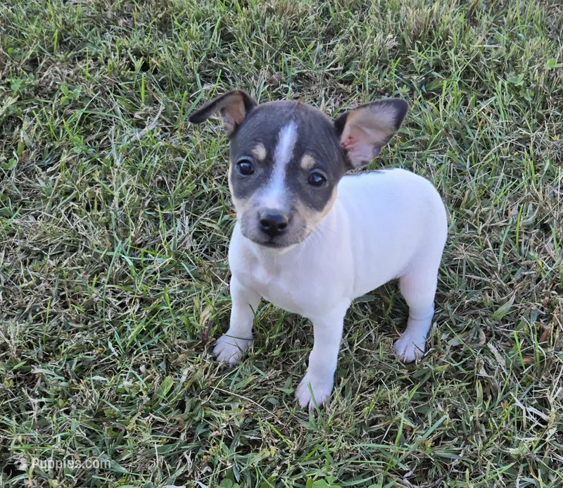 River Rat  Female 2 – Rat Terrier puppy for sale in Boonville, NC