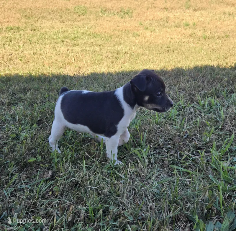River Rat male 1 – Rat Terrier puppy for sale in Boonville, NC