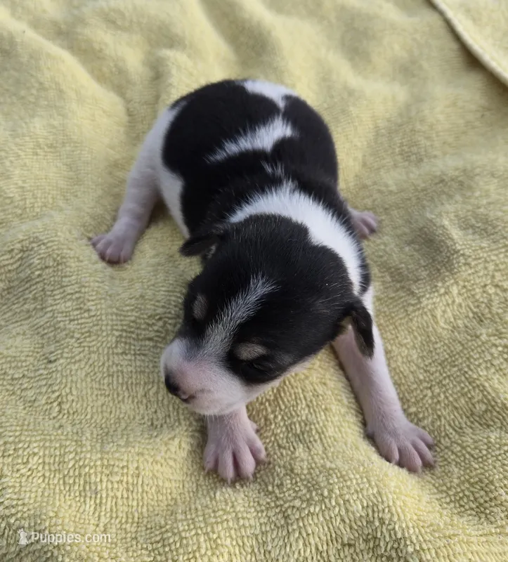 River Rat Female 1 – Rat Terrier puppy for sale in Boonville, NC