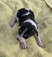 River Rat Female 1, a female Rat Terrier for sale in Boonville, NC – 1 of 1