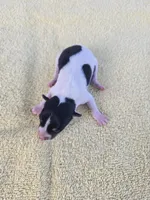River Rat Male 1, a male Rat Terrier for sale in Boonville, NC – 2 of 3