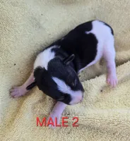 River Rat male 2, a male Rat Terrier for sale in Boonville, NC – 1 of 2