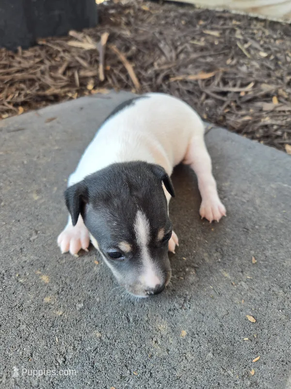 River Rat  Female 2 – Rat Terrier puppy for sale in Boonville, NC