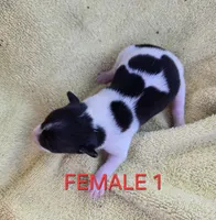 River Rat Female 1, a female Rat Terrier for sale in Boonville, NC – 2 of 2