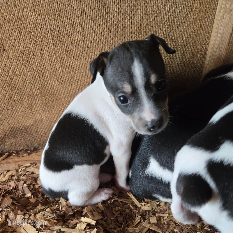 River Rat  Female 2 – Rat Terrier puppy for sale in Boonville, NC