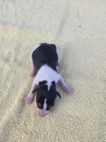 River Rat male 2, a male Rat Terrier for sale in Boonville, NC – 3 of 3