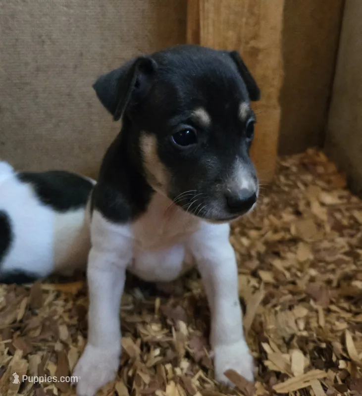 River Rat male 3 – Rat Terrier puppy for sale in Boonville, NC