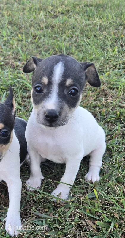 River Rat  Female 2 – Rat Terrier puppy for sale in Boonville, NC