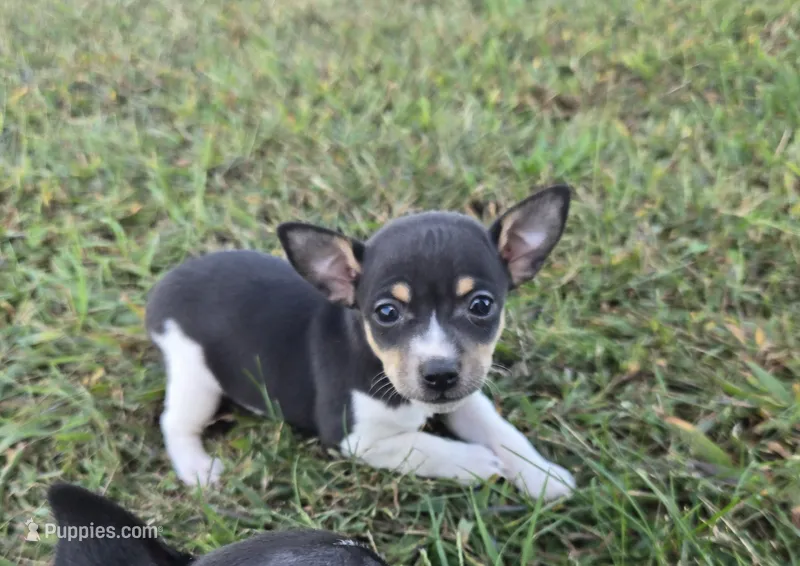 River Rat Female 3 – Rat Terrier puppy for sale in Boonville, NC