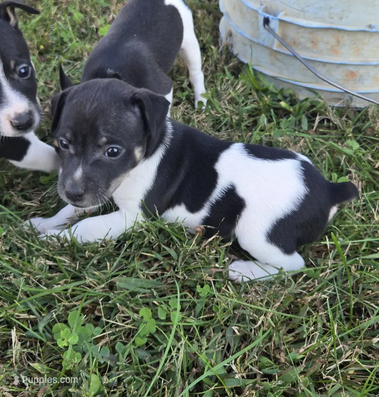 River Rat male 1 – Rat Terrier puppy for sale in Boonville, NC