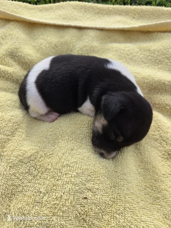 River Rat male 3 – Rat Terrier puppy for sale in Boonville, NC