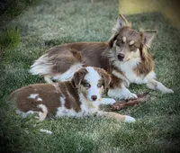 Cayenne, a female Miniature Australian Shepherd for sale in Redmond, OR – 5 of 8