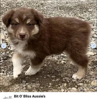 Cayenne, a female Miniature Australian Shepherd for sale in Redmond, OR – 6 of 8