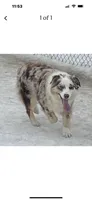 Cayenne, a female Miniature Australian Shepherd for sale in Redmond, OR – 8 of 8