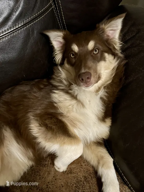 Cayenne – Miniature Australian Shepherd puppy on hold in Redmond, OR