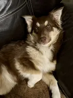 Cayenne, a female Miniature Australian Shepherd for sale in Redmond, OR – 1 of 8