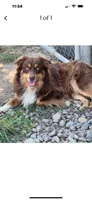 Cayenne, a female Miniature Australian Shepherd for sale in Redmond, OR – 7 of 8