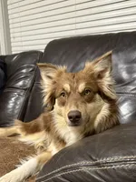 Cayenne, a female Miniature Australian Shepherd for sale in Redmond, OR – 4 of 8