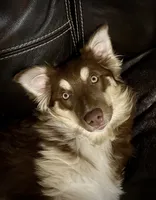 Cayenne, a female Miniature Australian Shepherd for sale in Redmond, OR – 3 of 8