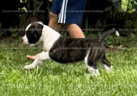 Female 6, a female American Bulldog for sale in Walton, IN – 2 of 8