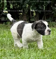 Male 2, a male American Bulldog for sale in Walton, IN – 2 of 8