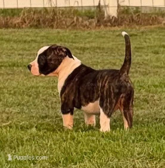 Female 6 – American Bulldog puppy for sale in Walton, IN