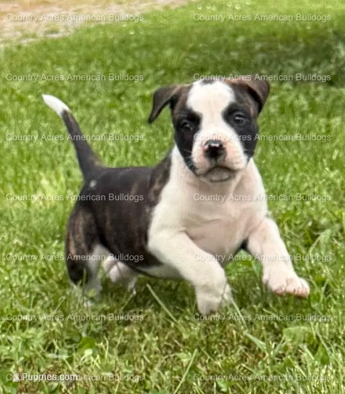 Female 6 – American Bulldog puppy for sale in Walton, IN