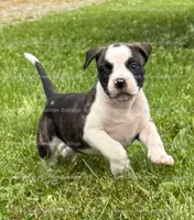 Female 6, a female American Bulldog for sale in Walton, IN – 1 of 8