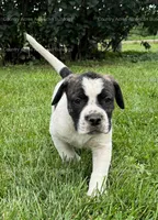 Male 2, a male American Bulldog for sale in Walton, IN – 3 of 8