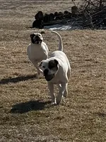 Male 2, a male American Bulldog for sale in Walton, IN – 6 of 8