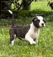 Female 6, a female American Bulldog for sale in Walton, IN – 3 of 8