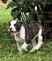 Female 6, a female American Bulldog for sale in Walton, IN – 4 of 8