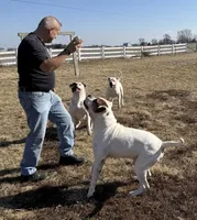 Male 2, a male American Bulldog for sale in Walton, IN – 8 of 8