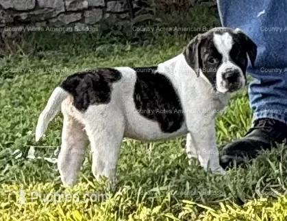 Male 2 – American Bulldog puppy for sale in Walton, IN