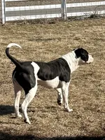 Male 2, a male American Bulldog for sale in Walton, IN – 5 of 8