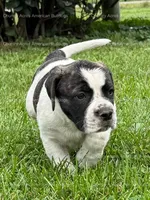 Male 2, a male American Bulldog for sale in Walton, IN – 4 of 8