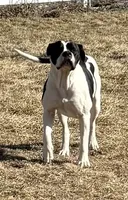 Male 2, a male American Bulldog for sale in Walton, IN – 7 of 8